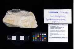 Foto (Objekt + Etikett) von Gyclosphaeroma remesi (Bachmayer, 1955)  (NHMW-GEO-2017-0089-0008)
